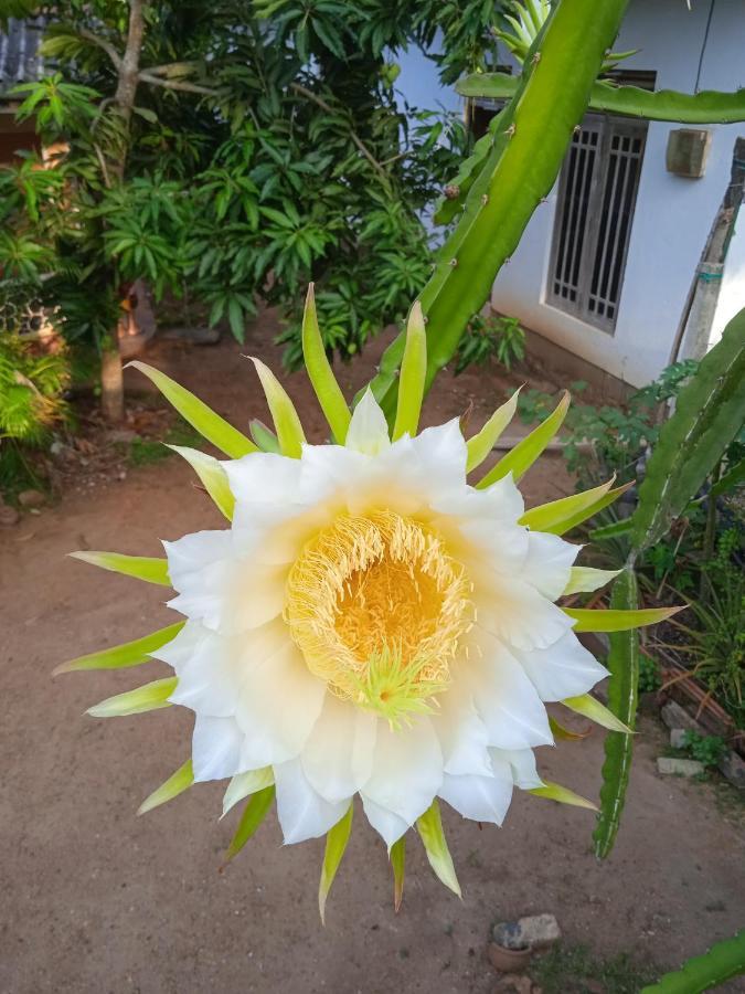 Sanaya Homestay Tangalle Dış mekan fotoğraf